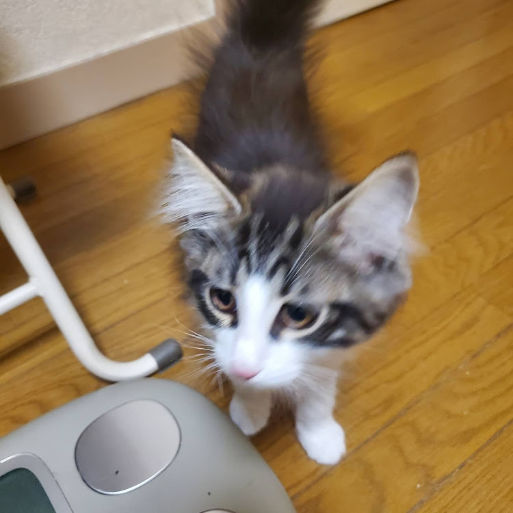 ISの保護猫・ノルウェージャンフォレストキャット・家族が増えました・猫大好き❤・赤ちゃん猫に関するカスタム事例の投稿画像2枚目