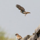 Tree Sparrow; Gorrión Molinero