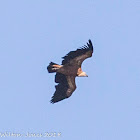 Griffon Vulture