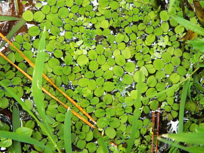 Giant Duckweed