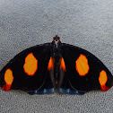 Blue-spotted Firewing