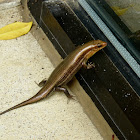 Coal skink