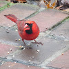 Cardinal