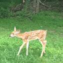 White-tailed fawn