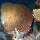 Netted Barrel Sponge