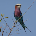 Lilac-breasted roller