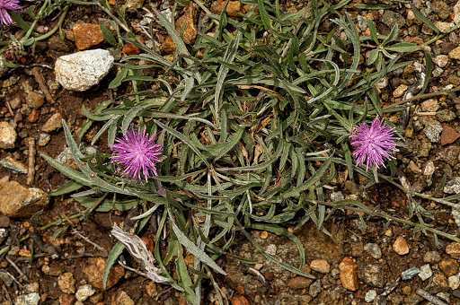 Centaurea gallaecica