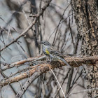 Myrtle Warbler