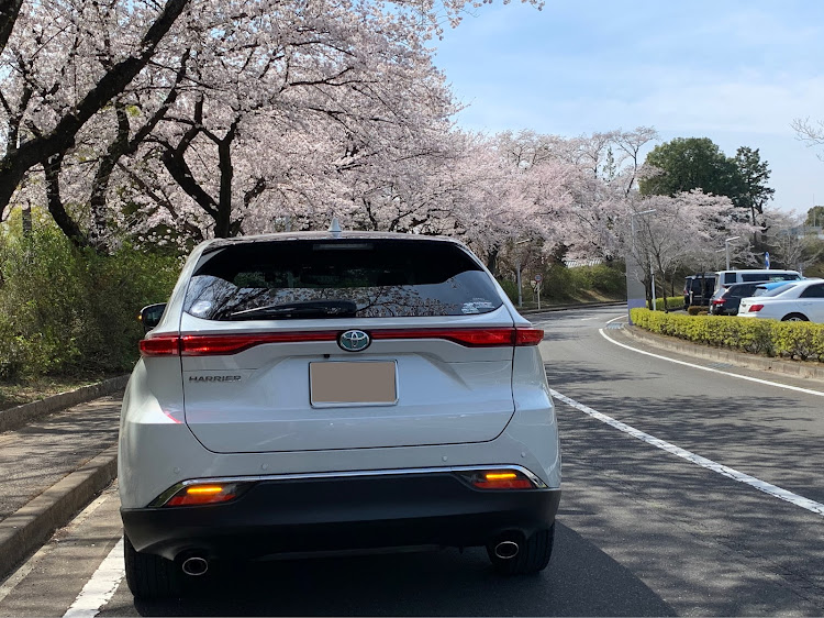 ハリアーのサクラと愛車・ハリアー乗りと繋がりたい・ハリアー乗りは良い人ばかり・桜とコラボ🌸に関するカスタム事例の投稿画像4枚目