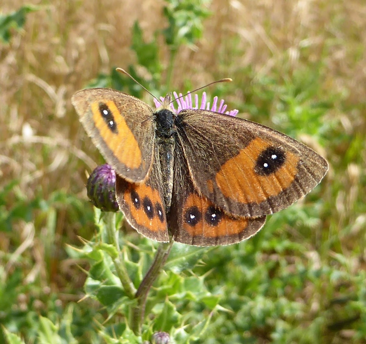 Common Tussock Butterfly