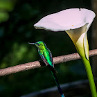 Long-tailed Sylph