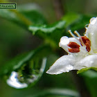 Fukien tea tree, Philippine tea tree