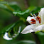 Fukien tea tree, Philippine tea tree