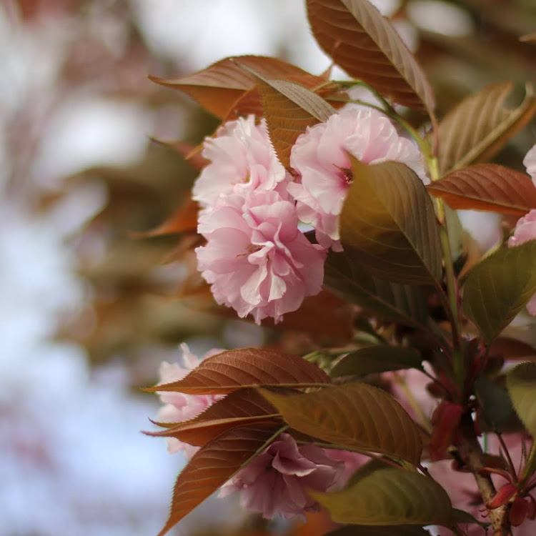 コペンの桜と愛車・八重桜・オープンドライブに関するカスタム事例の投稿画像3枚目