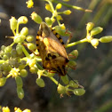 Red Shield Bug