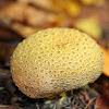 Pigskin Poison Puffball