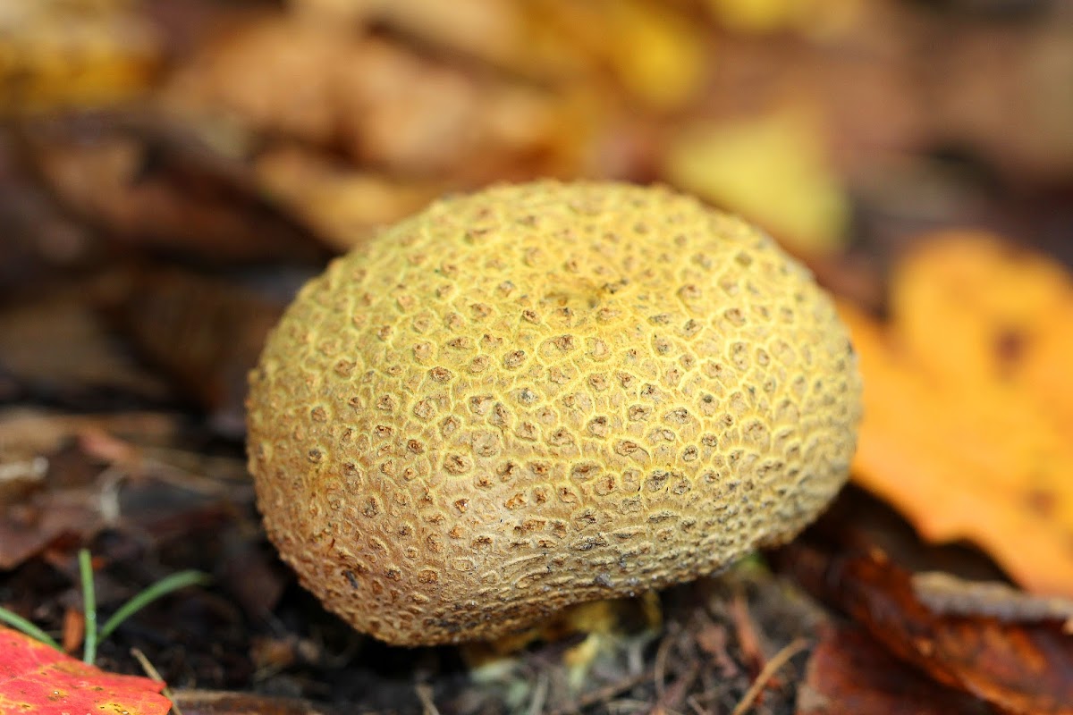 Pigskin Poison Puffball