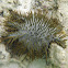 Crown-of-thorns starfish