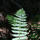 Christmas Fern