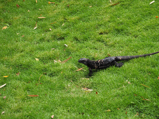 PB170322.JPG - One of the very rare black iguanas.