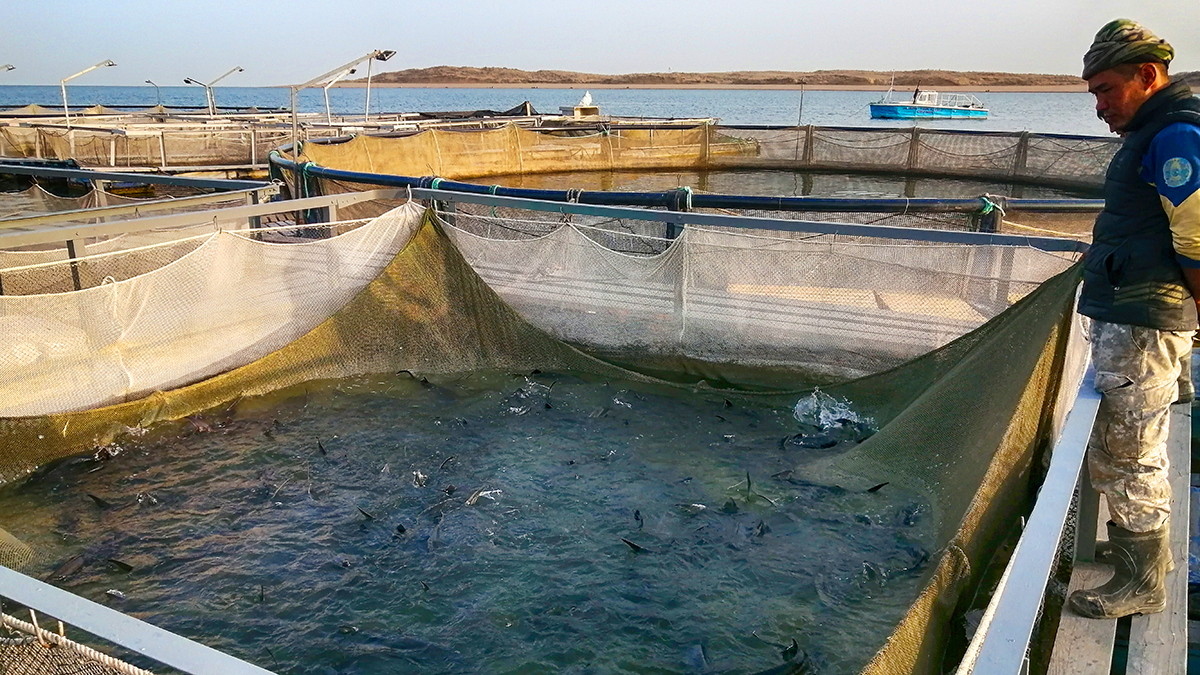 This is How Fisherman Catch Hundreds Tons Salmon. Modern Fish