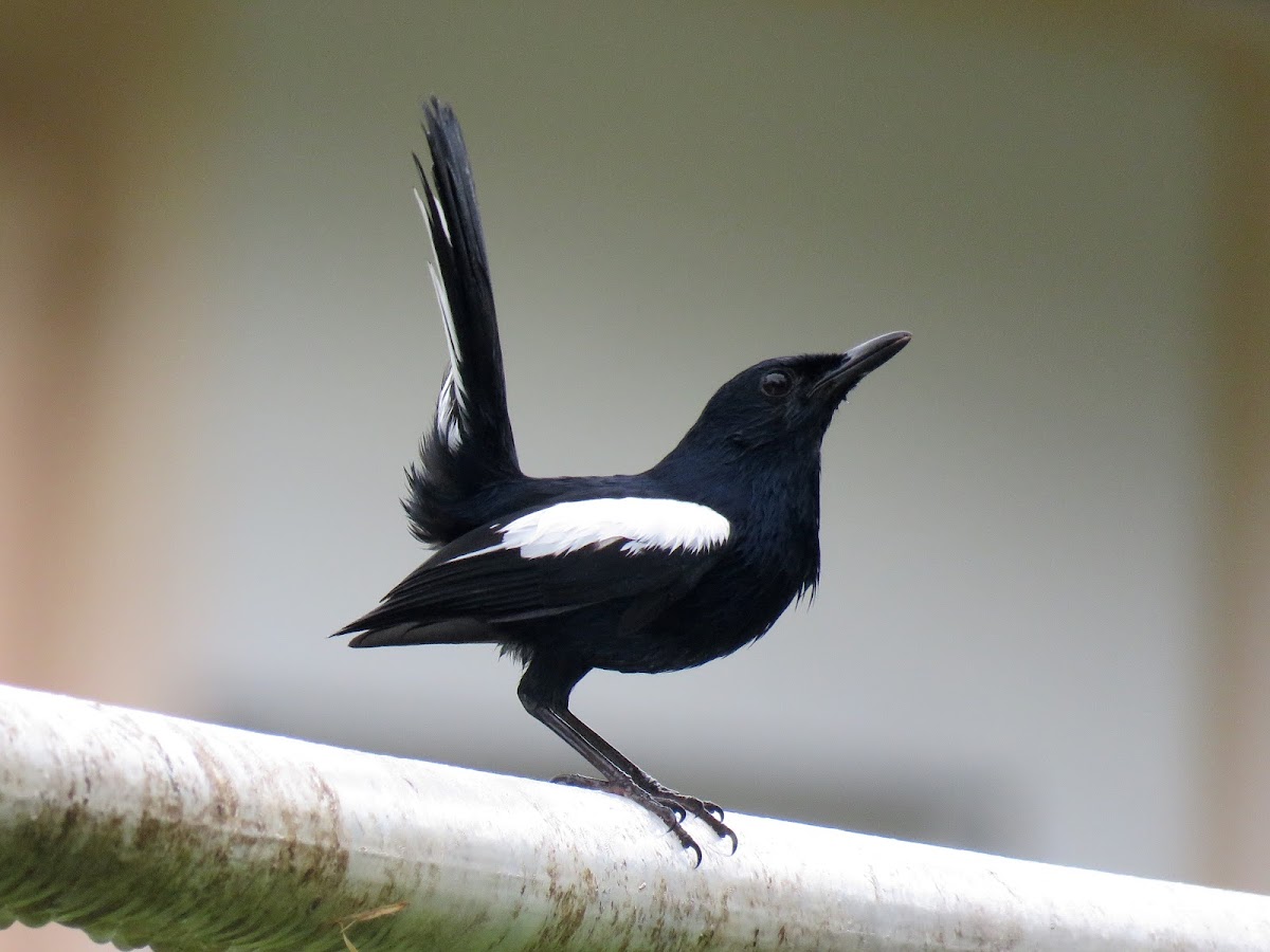 Oriental Magpie-Robin