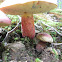 Bouillion Bolete