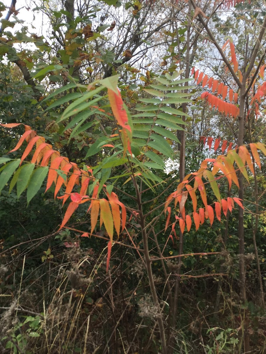 Staghorn Sumac