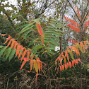 Staghorn Sumac