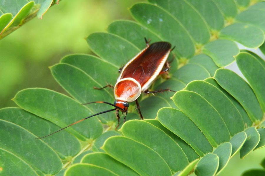 Pale-Bordered Field Cockroach