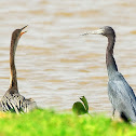 Garça-azul (Little Blue Heron)