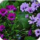 Purple Daisies Chrome extension download
