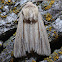 Adjutant Wainscot - 10456