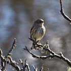 Yellow-rumped Warbler