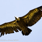 Griffon Vulture; Buitre Leonado