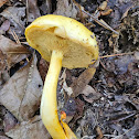 Yellow Bolete