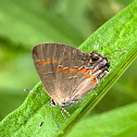 Red-banded Hairstreak