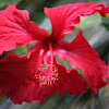 Chinese hibiscus