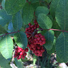 Coral Ardisia