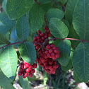 Coral Ardisia