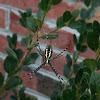 Banded Garden Orbweaver