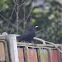 Common Blackbird