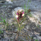 Owl's Clover