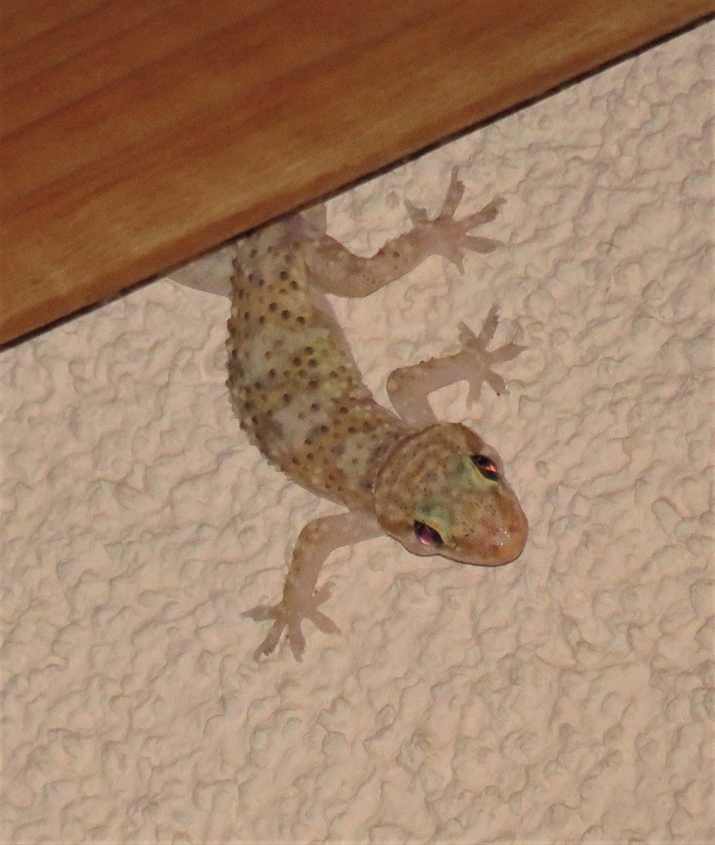 Mediterranean House Gecko