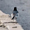 White Wagtail; Lavandera Blanca