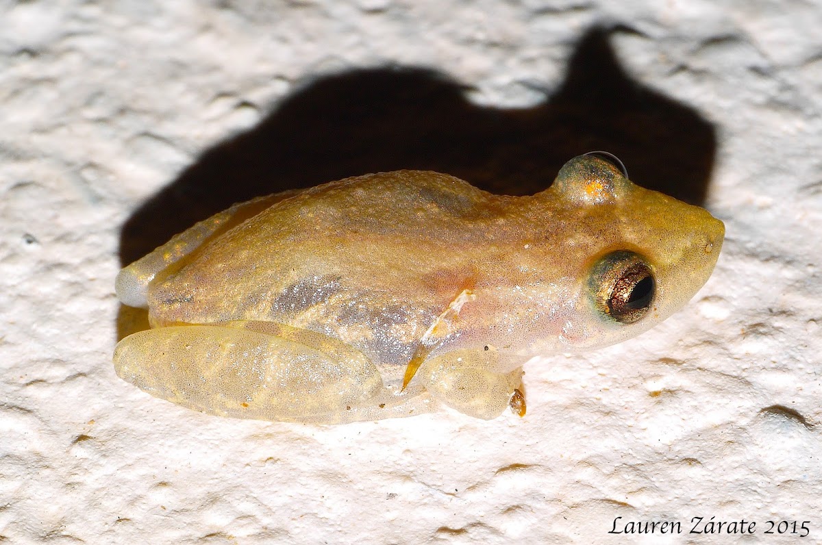 Stauffer's Tree Frog