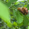 Mexican bean beetle