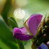 Coin-leaf desmodium