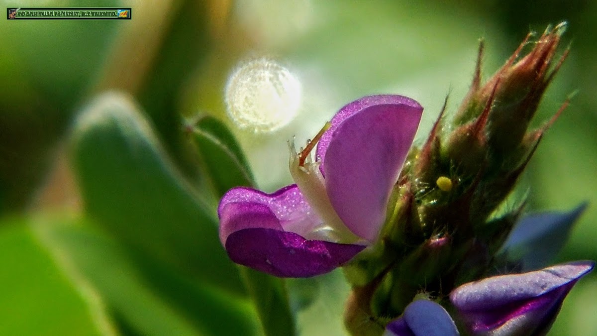 Coin-leaf desmodium