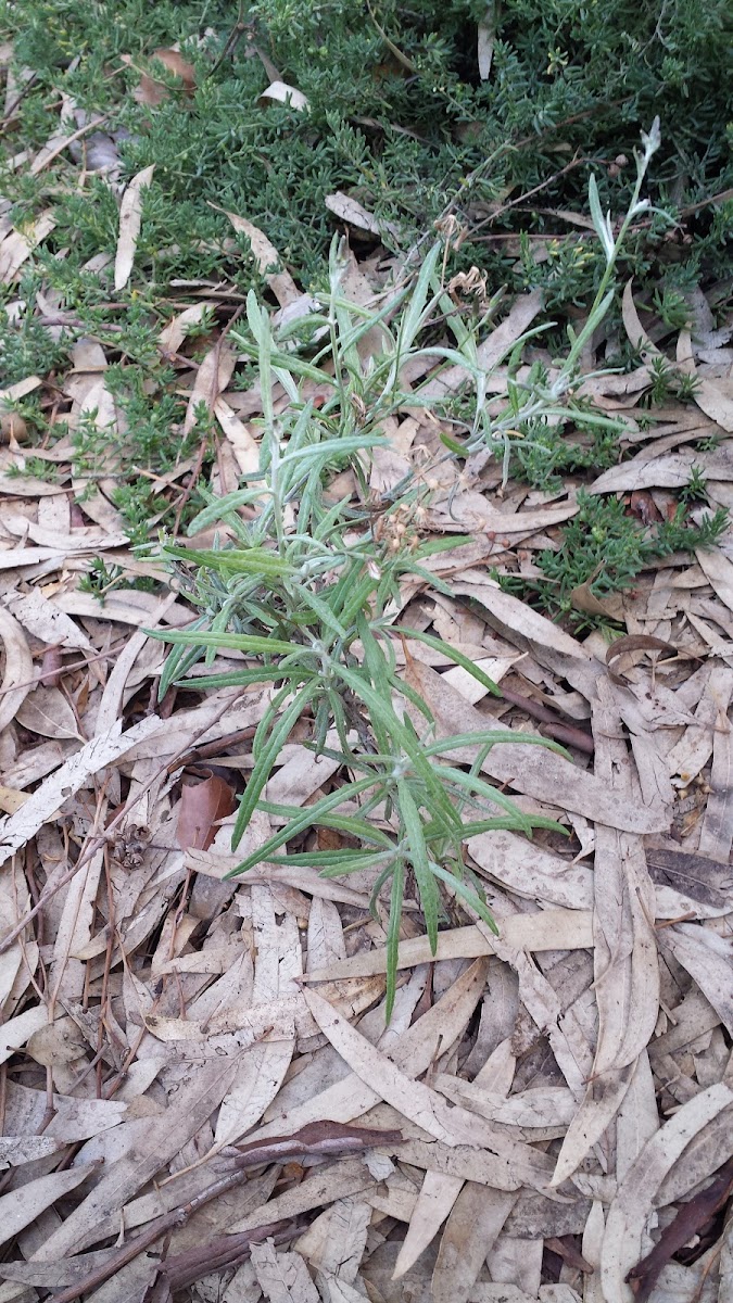 cotton fire weed